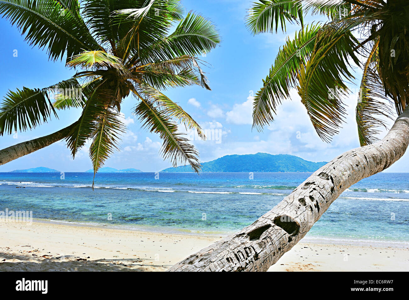 Palms on the beach Anse Fourmis on the island La Digue, Seychelles Stock Photo