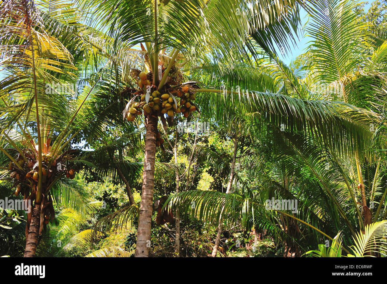Coconut palms on the island Curieuse, Seychelles Stock Photo