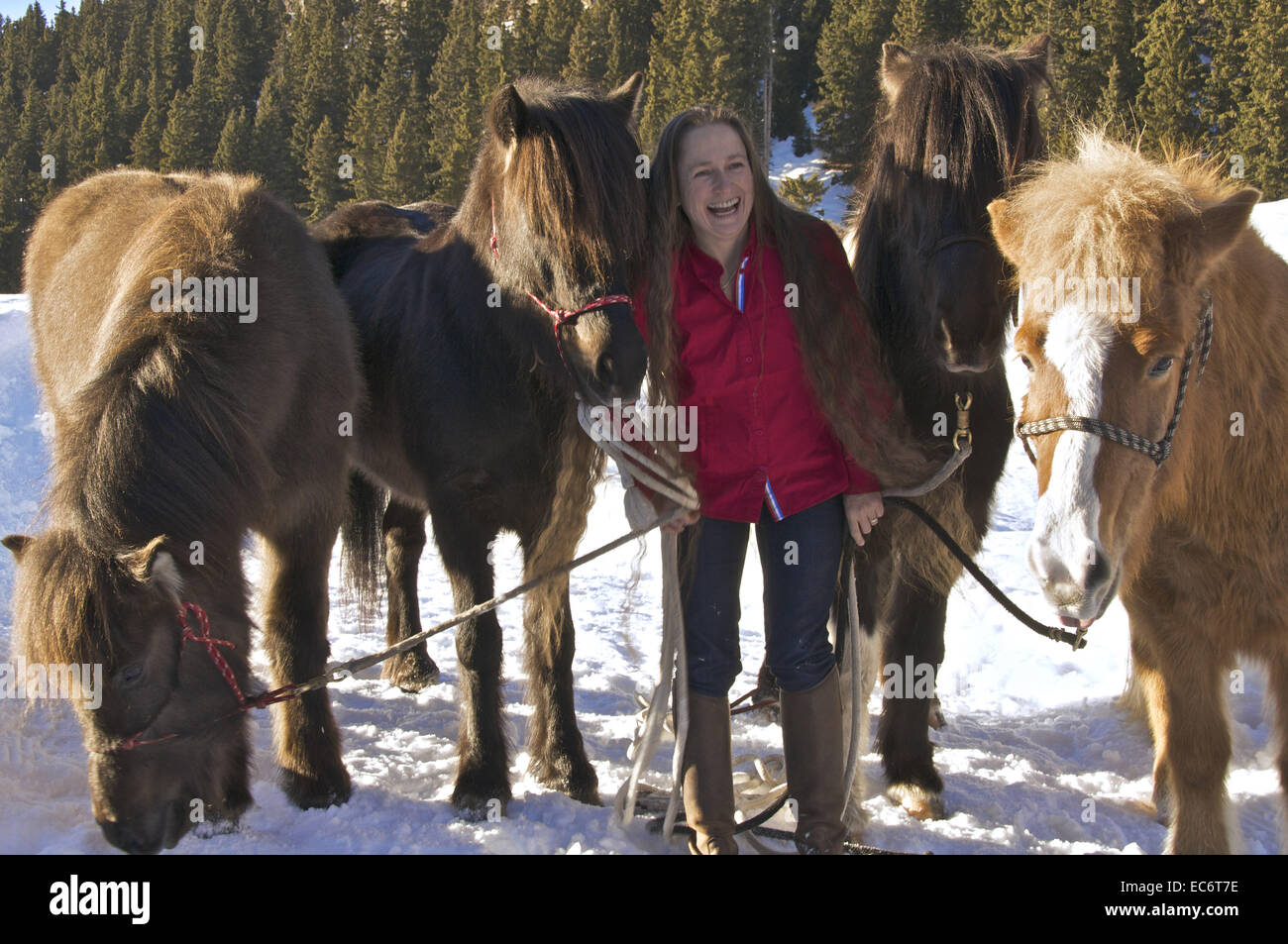 smiling woman with four 4 iceland horses Stock Photo
