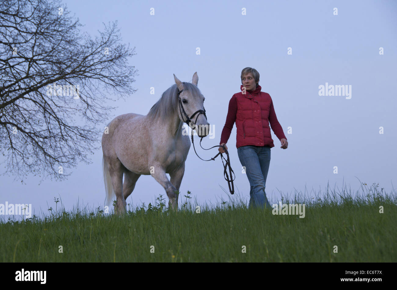 young woman walking a white horse at dawn Stock Photo