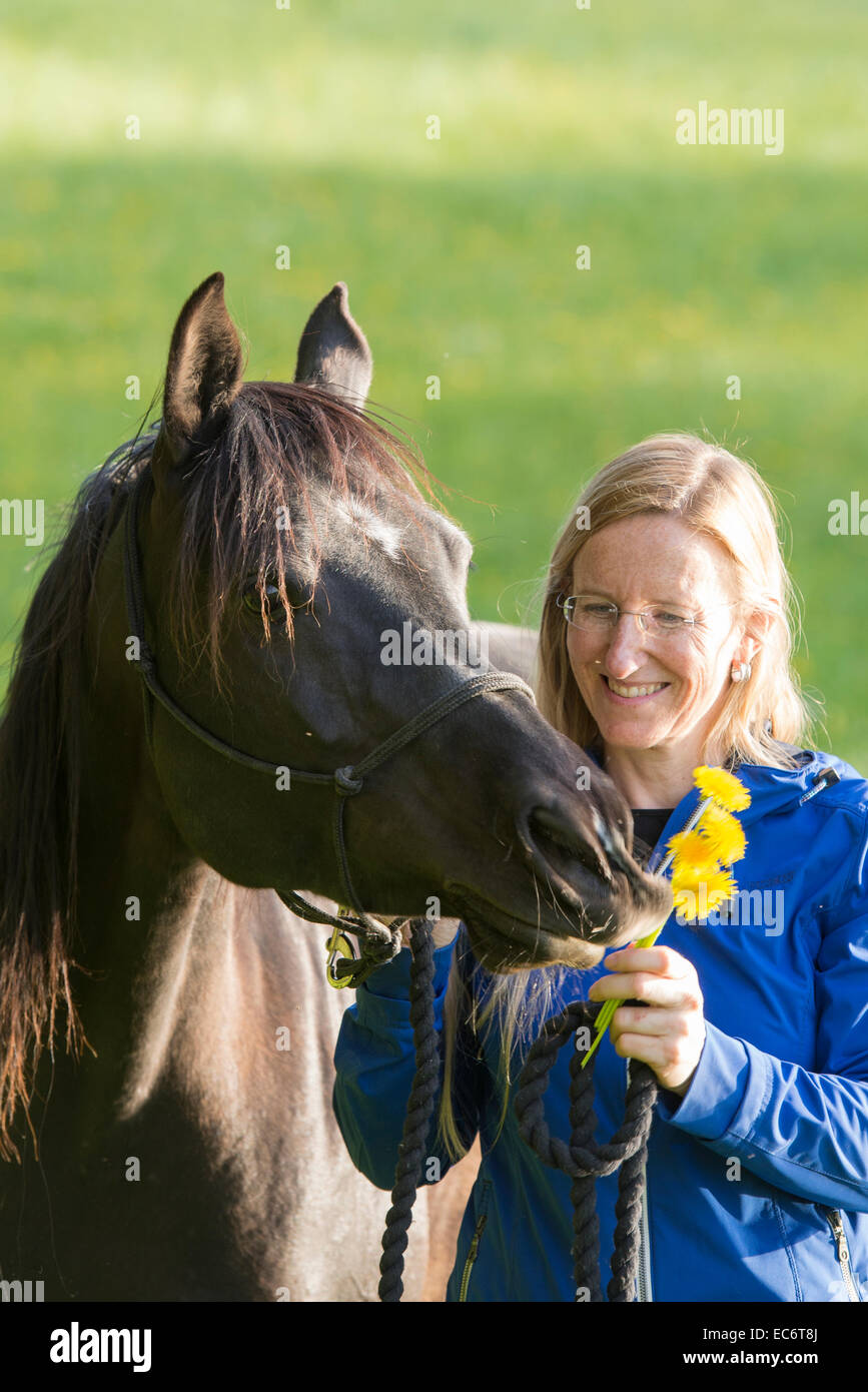blonde woman baiting black horse with yellow dandelion Stock Photo