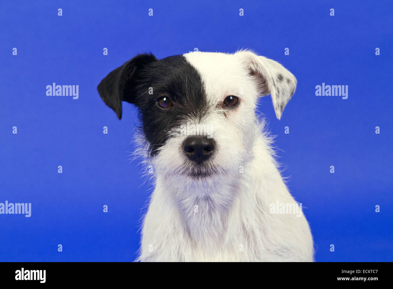 Black and white parson russell terrier Stock Photo