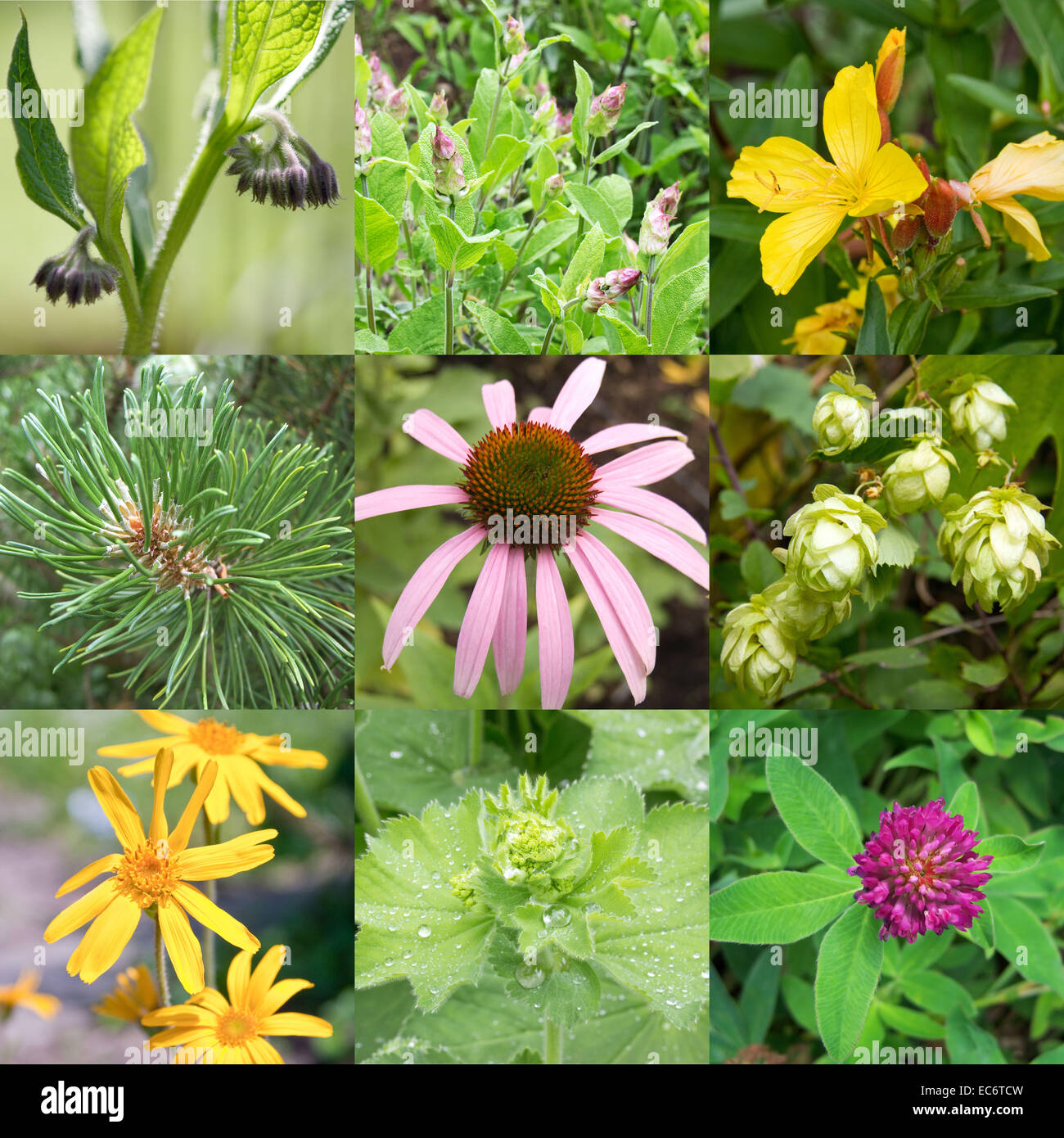 Collage of different remedial plants Stock Photo