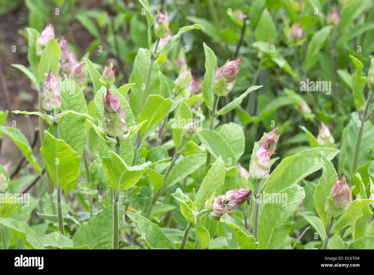 Blooming sage in a herb garden Stock Photo Alamy