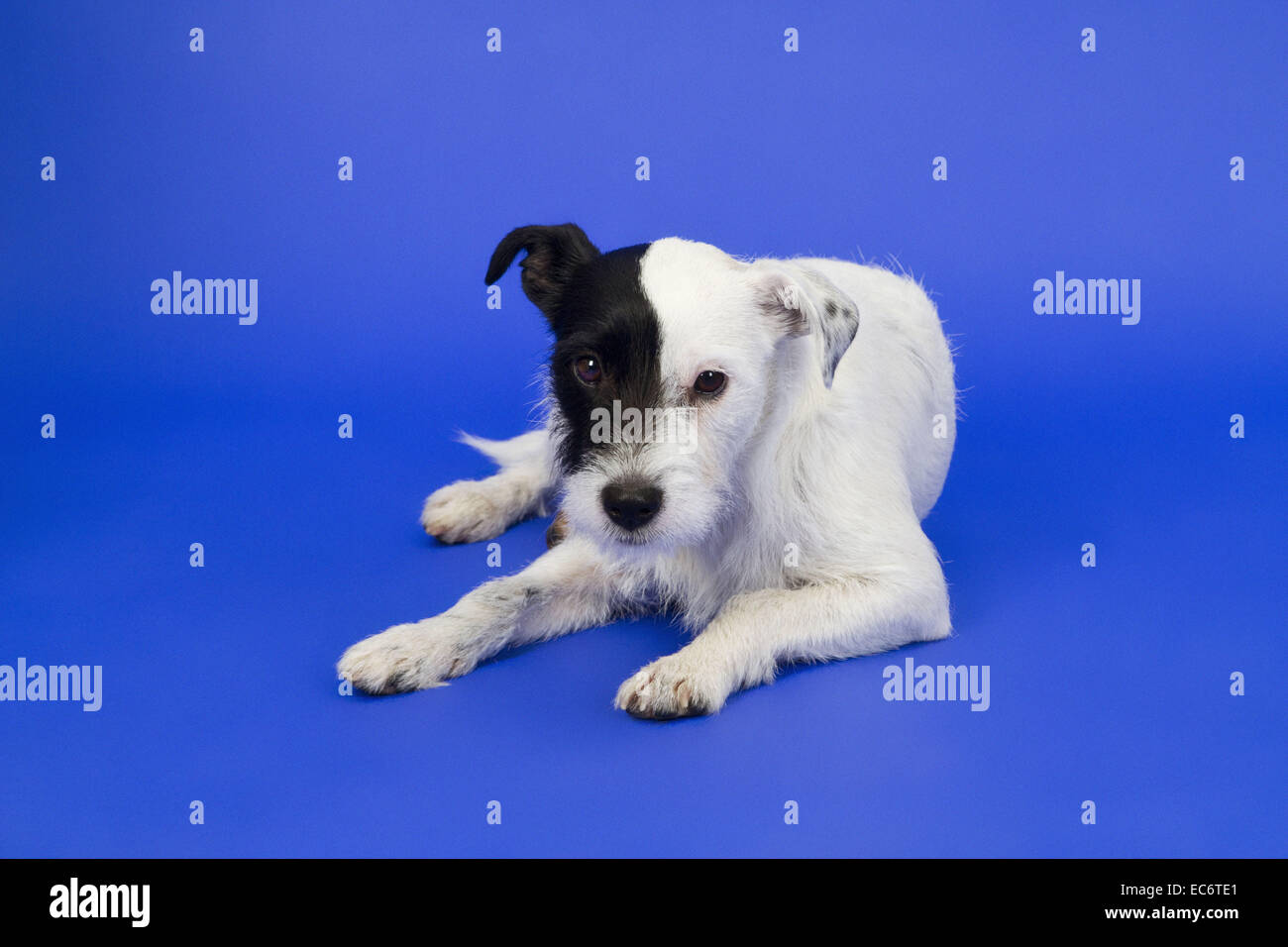 Black and white Parson Russell Terrier Stock Photo