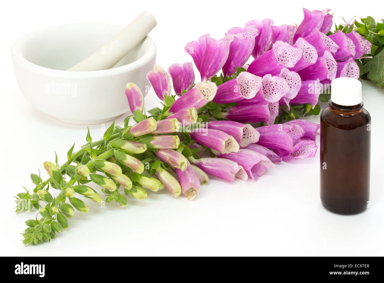 Common foxglove with mortar and pestle and medicine bottle over white background Stock Photo