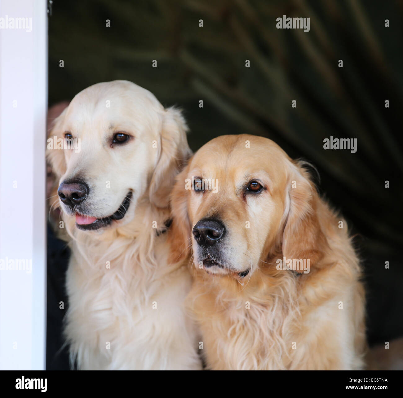 two golden retriever at the window Stock Photo - Alamy