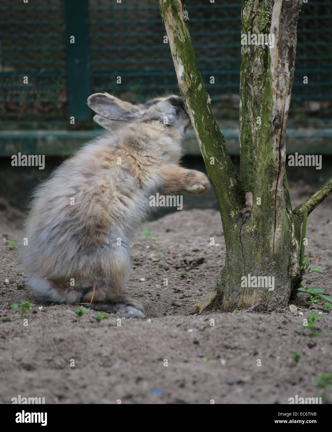 a rabbit loves a tree Stock Photo - Alamy