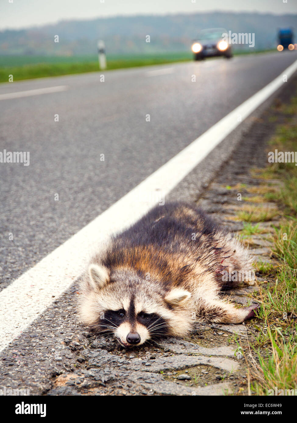dead raccoon clipart image