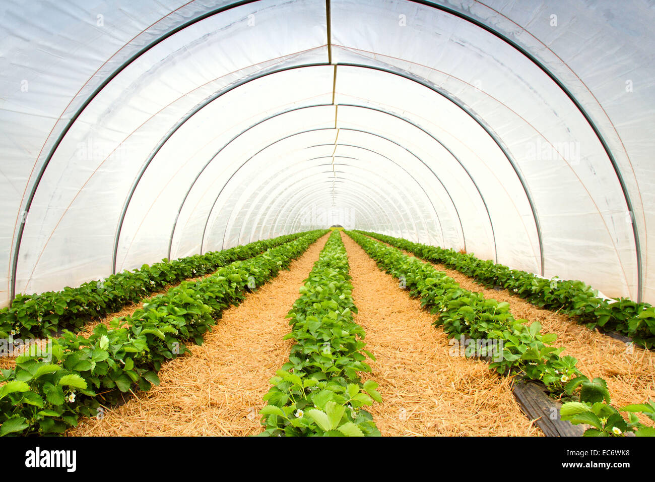 Greenhouse with strawberry plants Stock Photo - Alamy