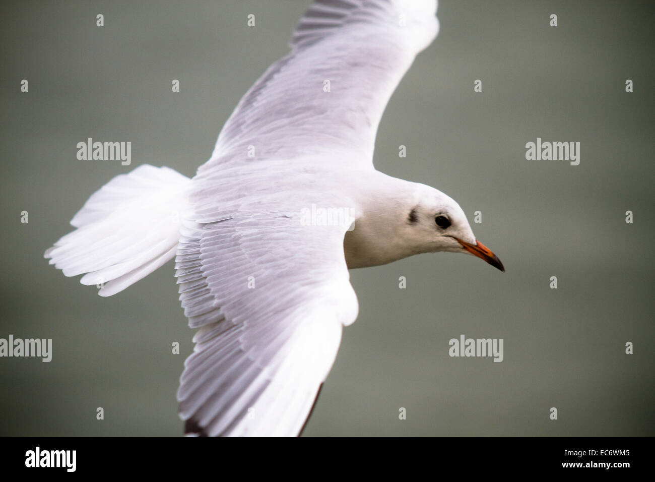 Seagull, Bild Stock Photo