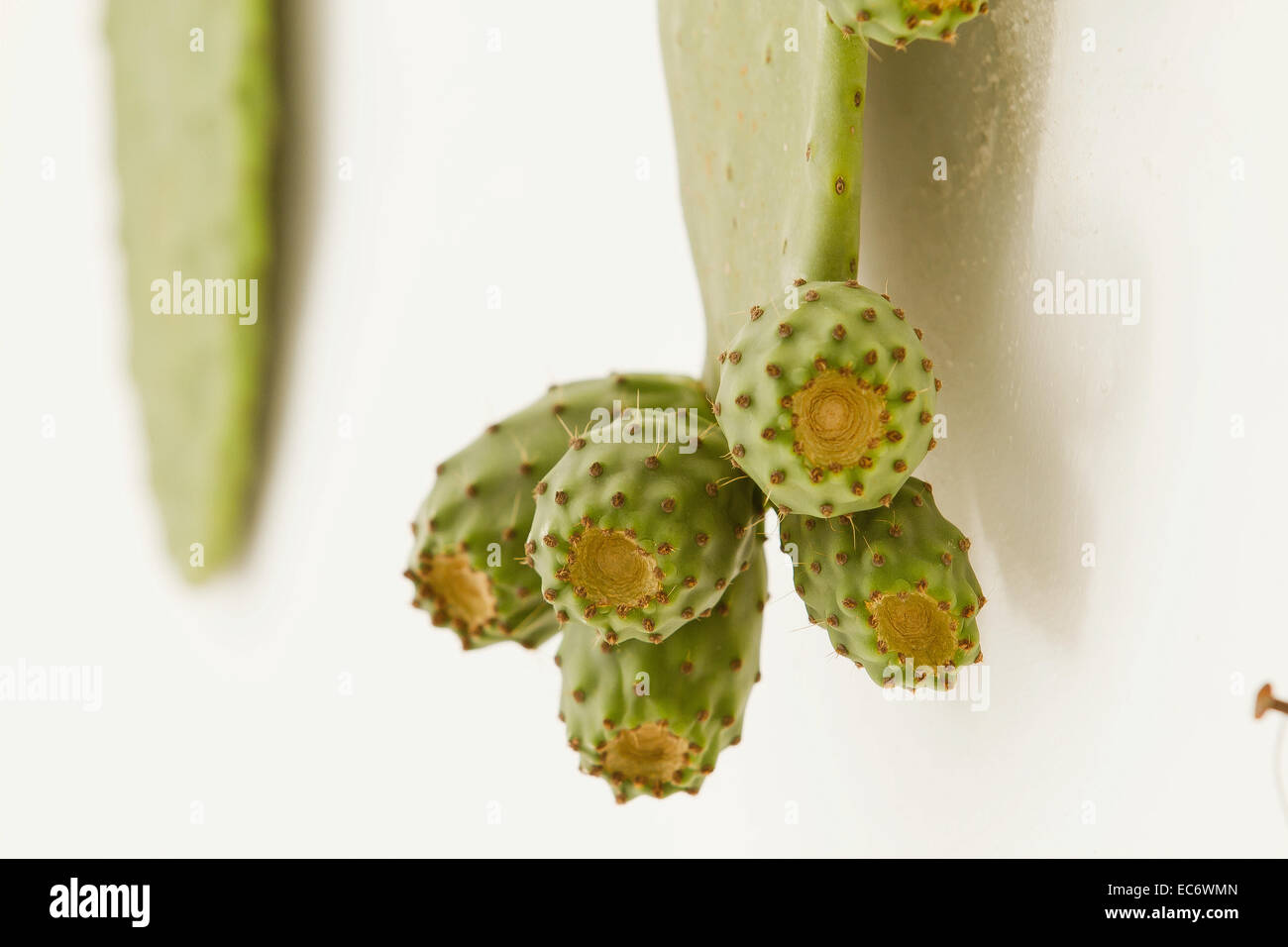 Cactus figs, pricklypear Stock Photo - Alamy