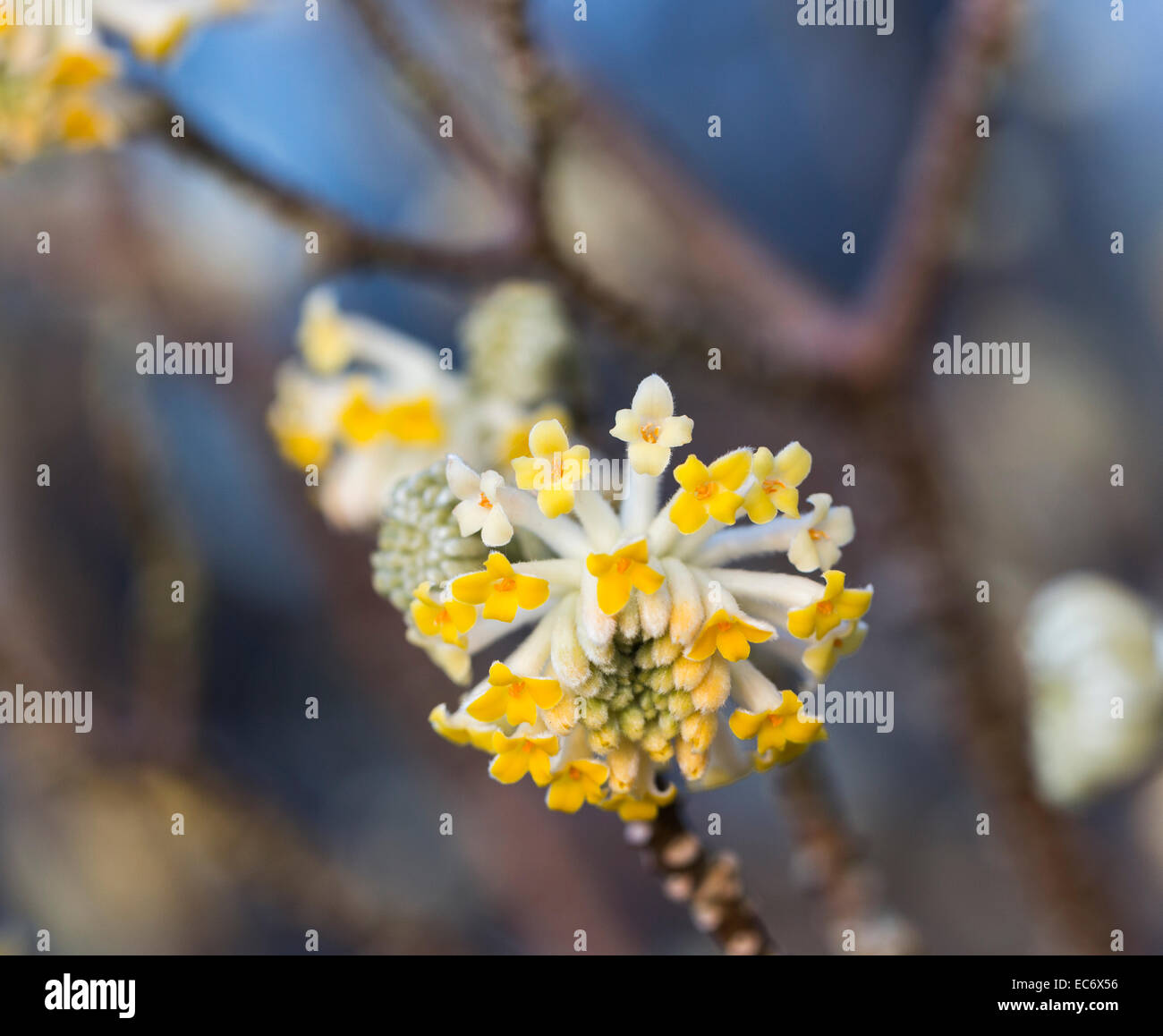 Close up of yellow flowers of Edgeworthia chrysantha, the oriental paper bush, a beautiful winter-flowering scented shrub blooming in winter, England Stock Photo
