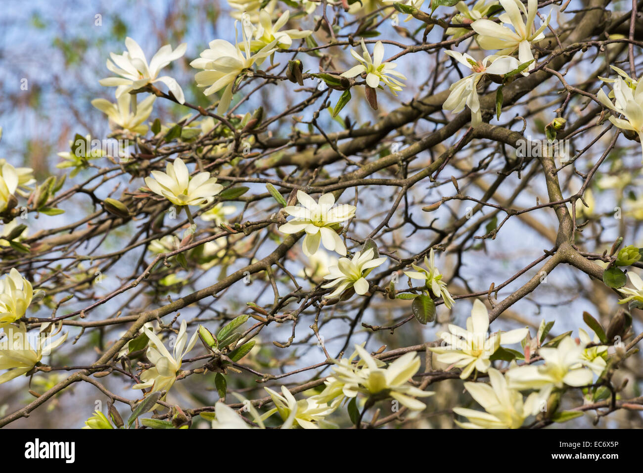 Creamy yellow spring flowering magnolia 'Gold Star' with stellata type flowers in bloom in April in springtime Stock Photo