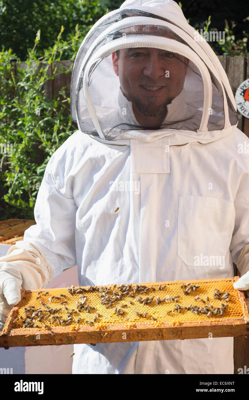 Beekeeping in Portland, Oregon. Stock Photo