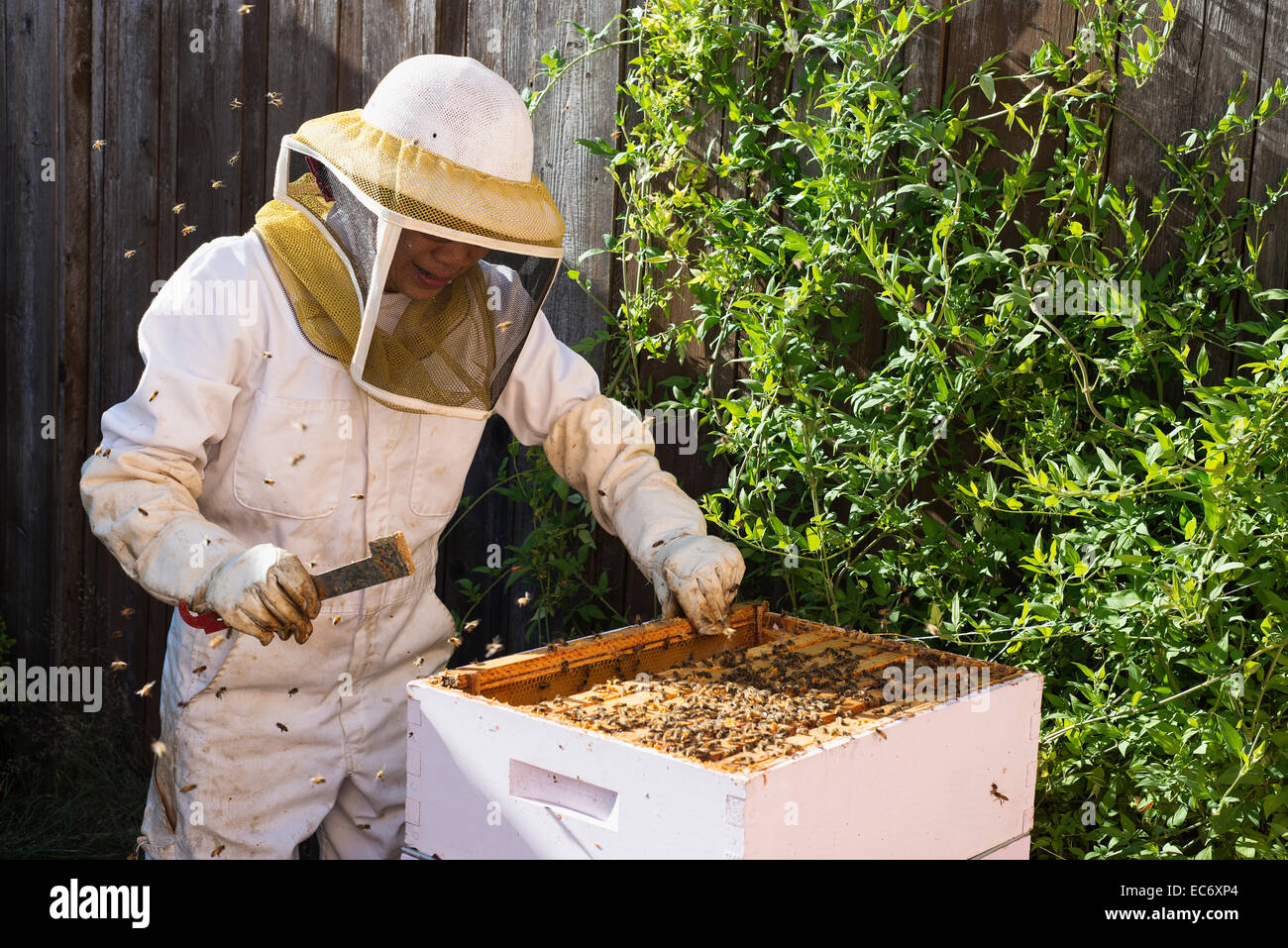 Beekeeping in a backyard in Portland, Oregon Stock Photo Alamy