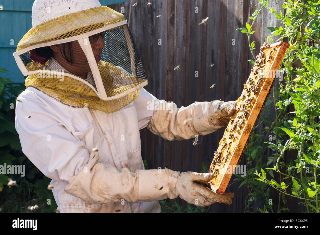 Beekeeping in Portland, Oregon. Stock Photo