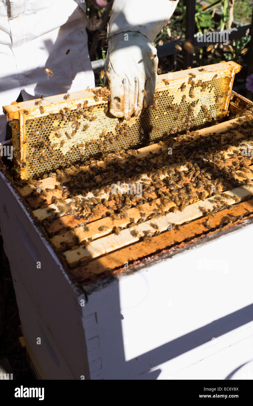 Hive trays hires stock photography and images Alamy