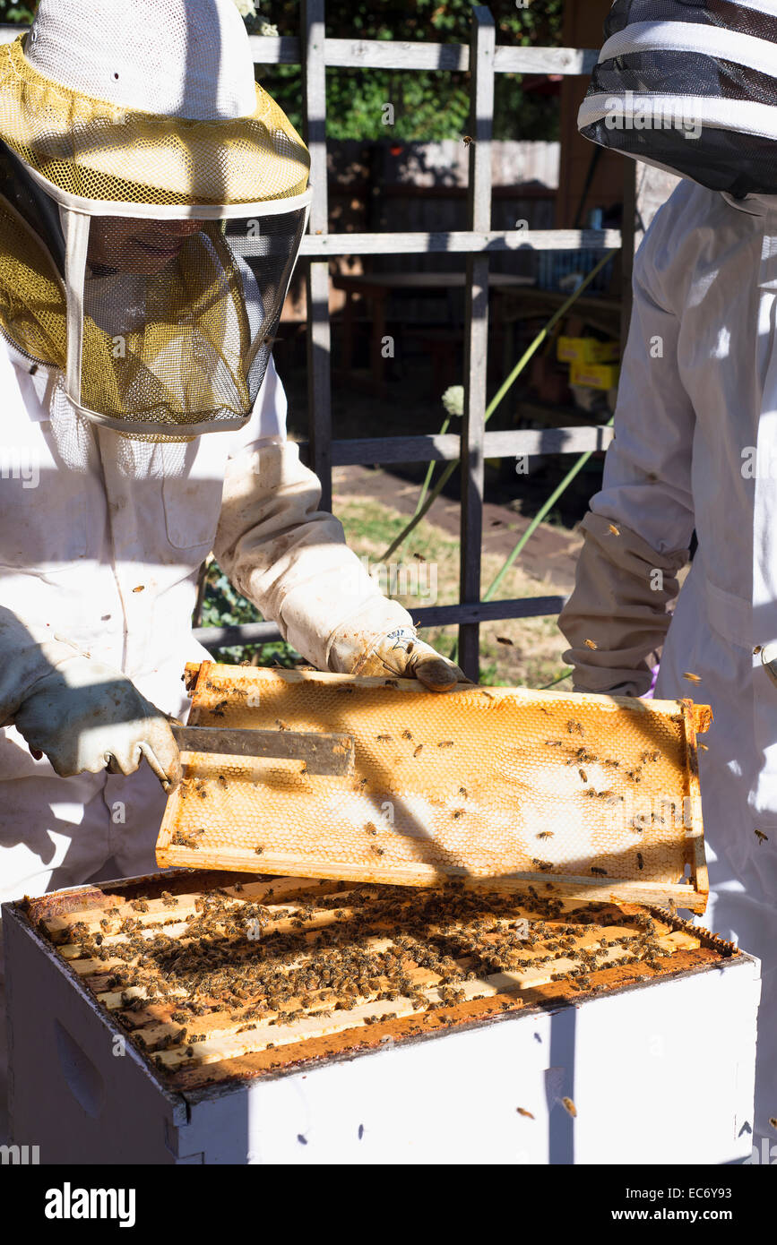 Beekeeping in a backyard in Portland, Oregon. Stock Photo