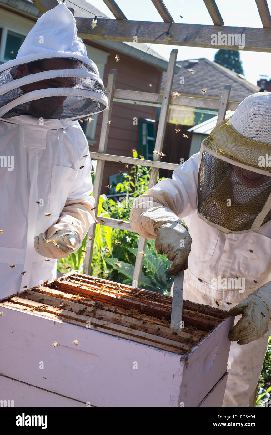 Beekeeping in a backyard in Portland, Oregon Stock Photo Alamy