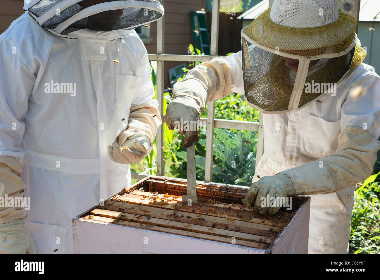 Beekeeping in a backyard in Portland, Oregon Stock Photo Alamy