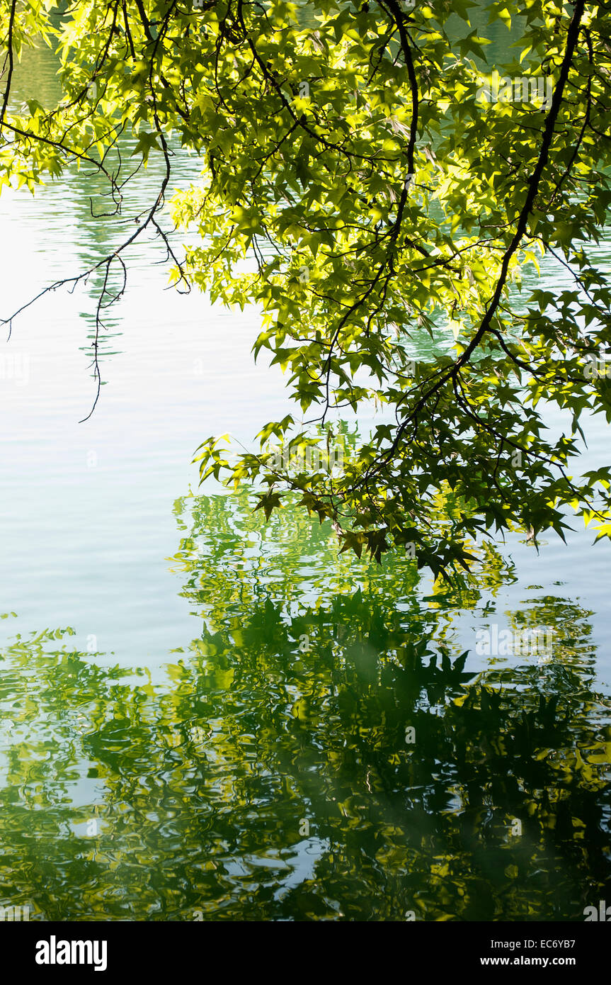 Maple branches touching the the surface of Firwood Lake in Laurelhurst ...