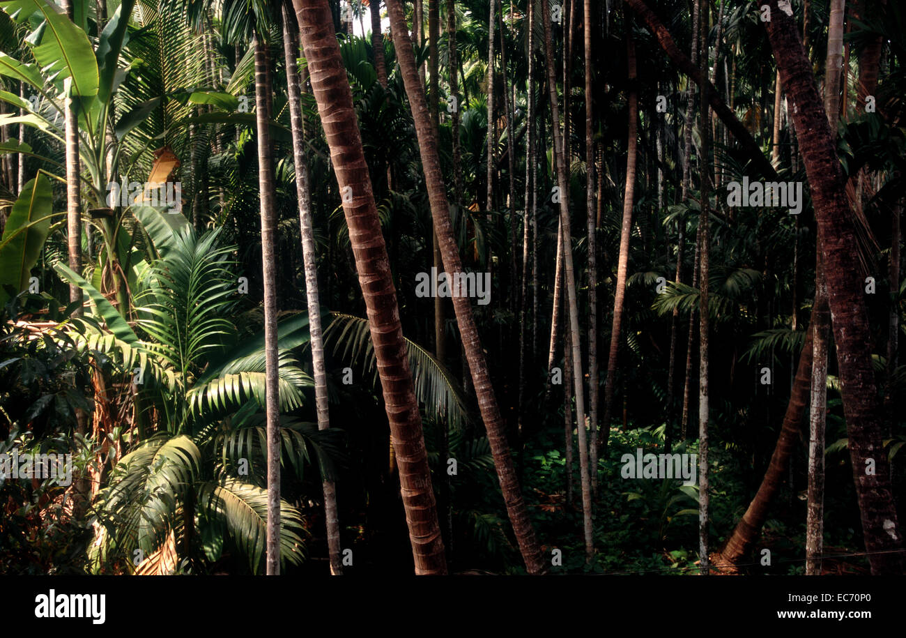 Dense tropical foliage plants in a coconut farm in South India Stock Photo