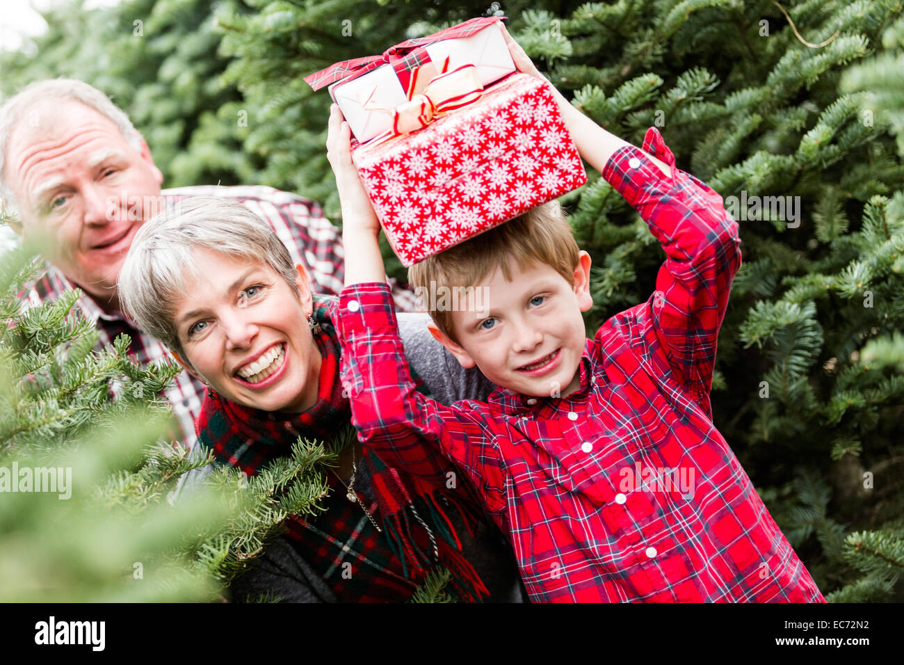 Family selecting a tree for Christmas at the Christmas tree farm Stock Photo Alamy