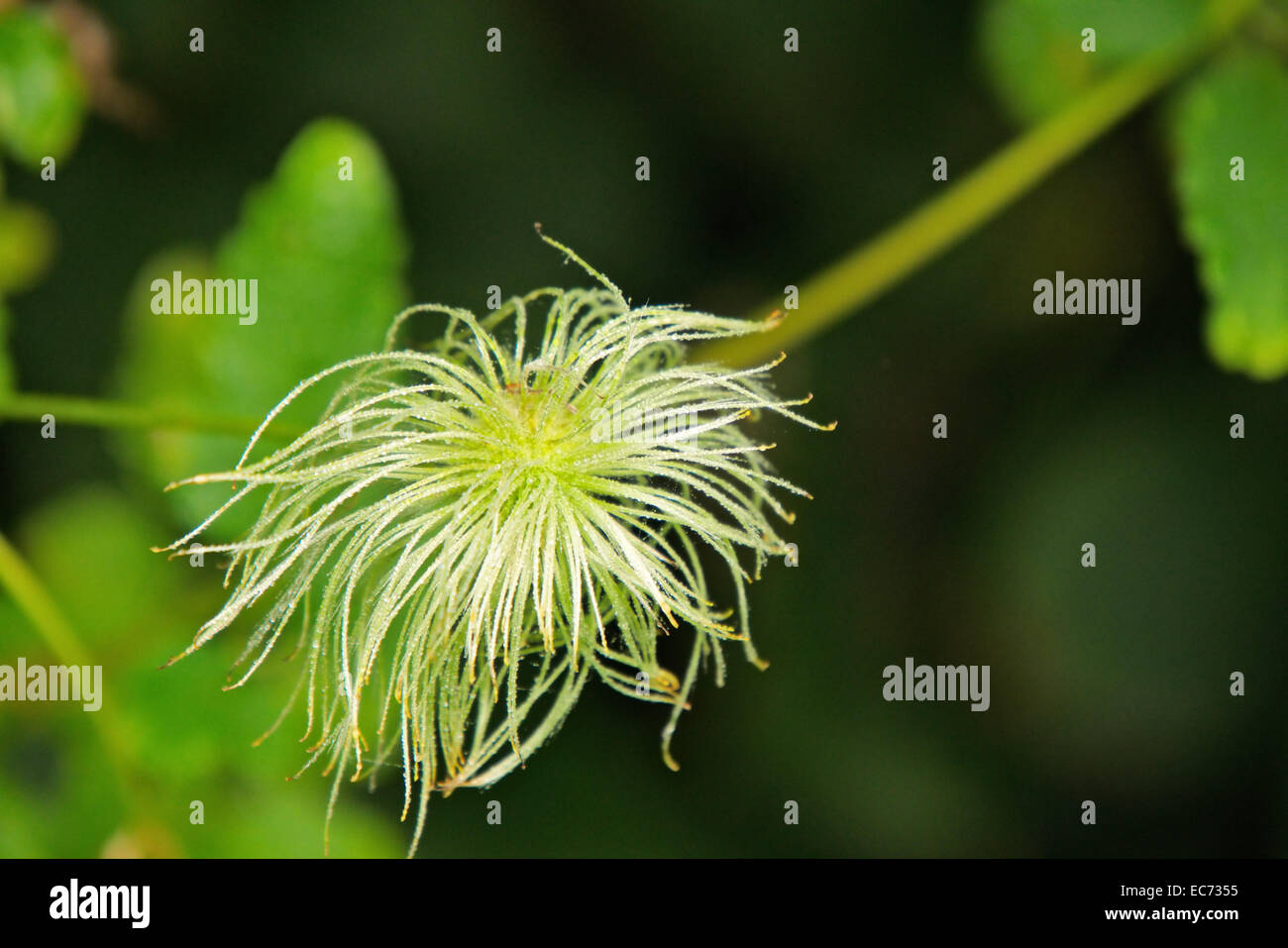 Clematis flower withered Stock Photo