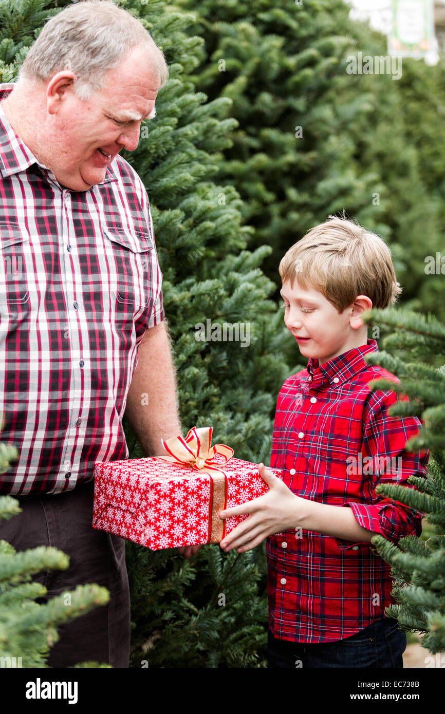 Toms christmas tree farm
