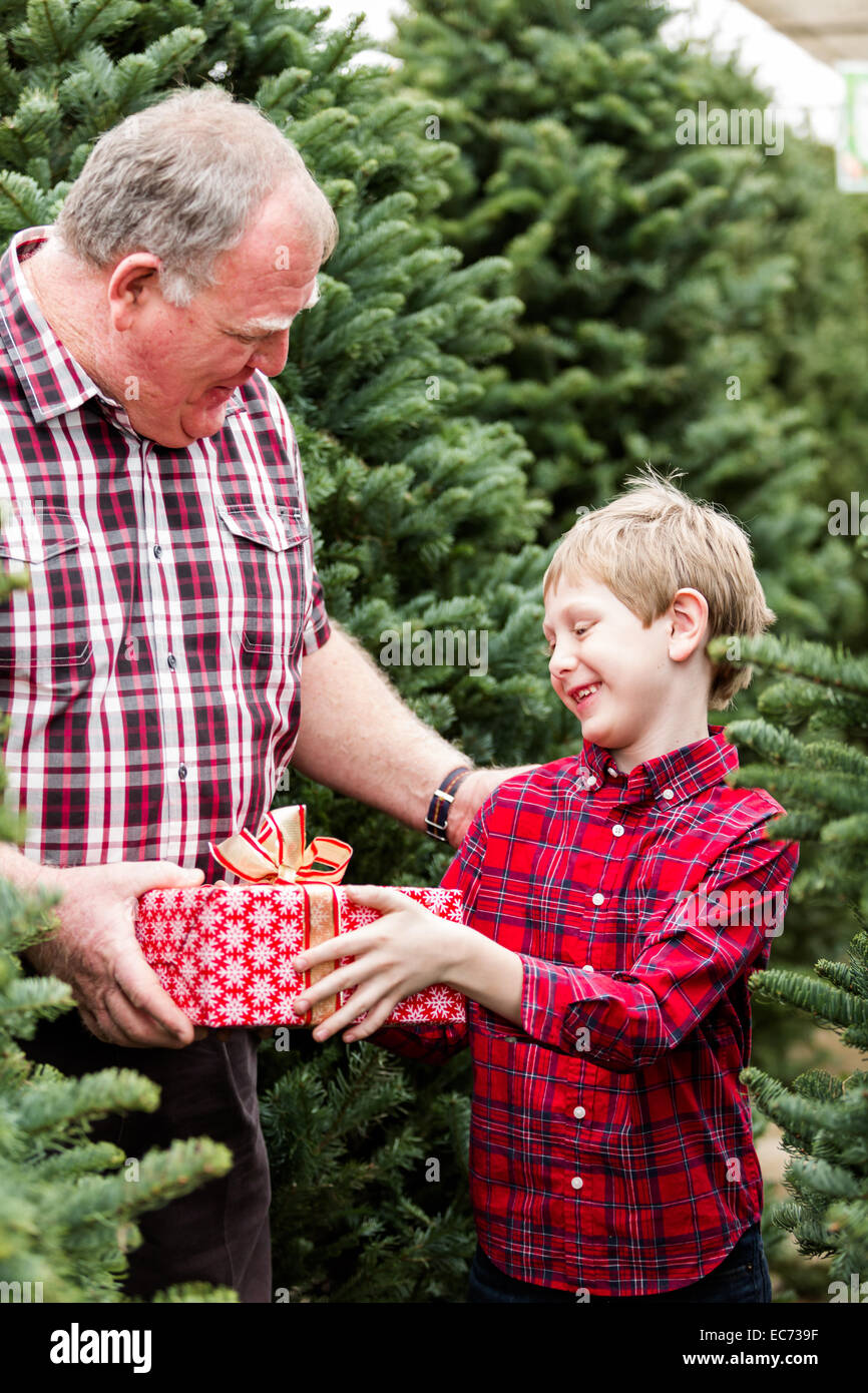 Family selecting a tree for Christmas at the Christmas tree farm Stock