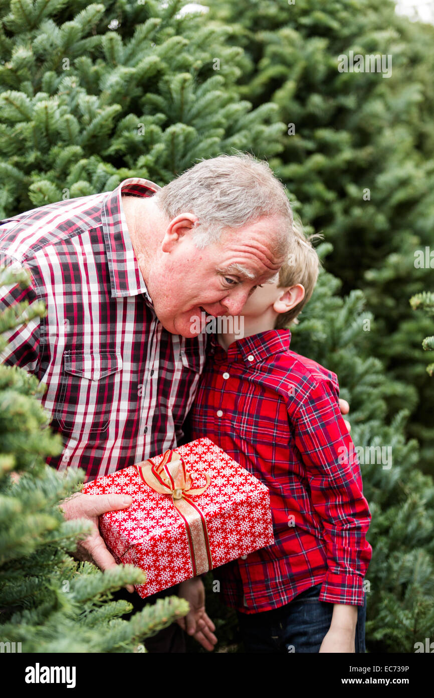 Family selecting a tree for Christmas at the Christmas tree farm Stock ...
