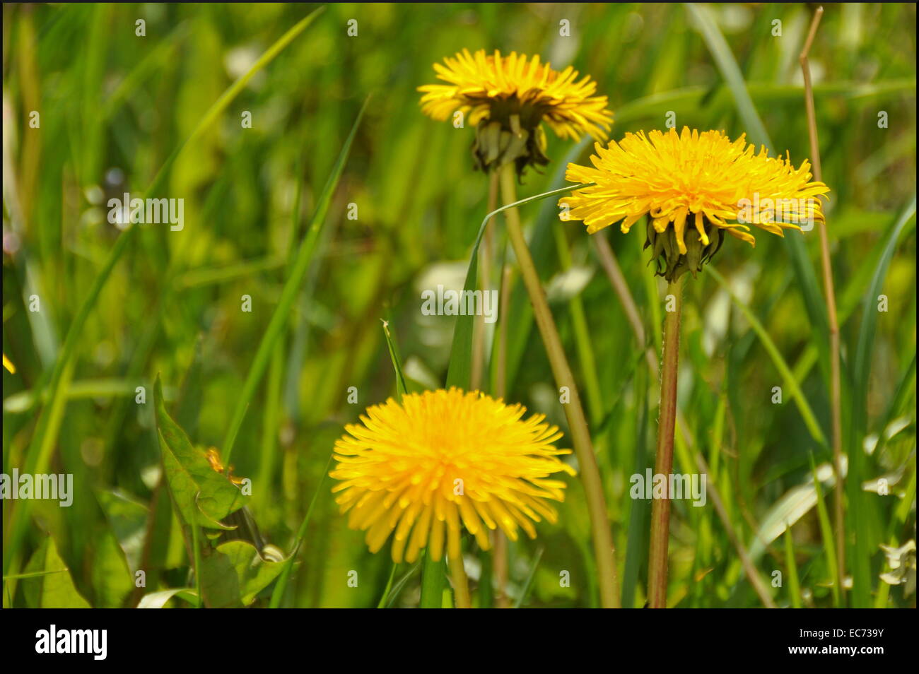 Wildflower mist sun hi-res stock photography and images - Alamy