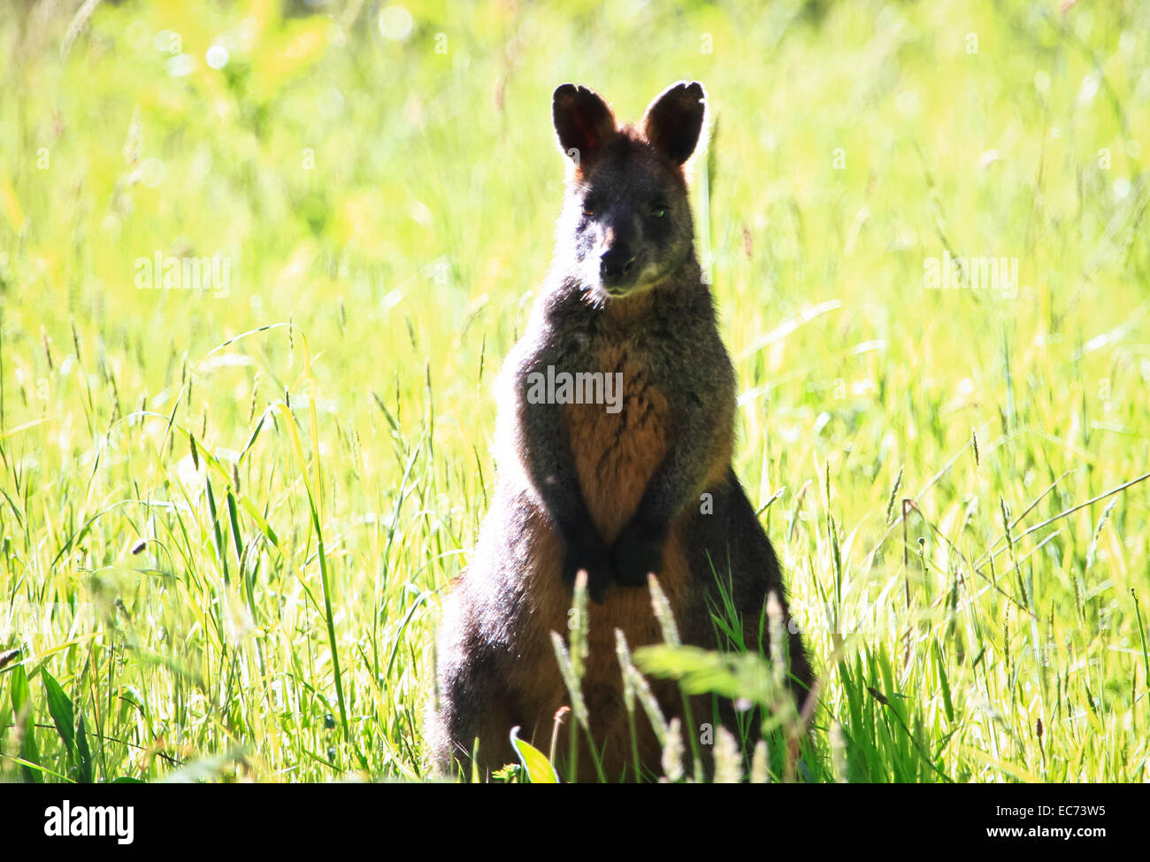 Swamp Wallaby in Victoria, Australia Stock Photo