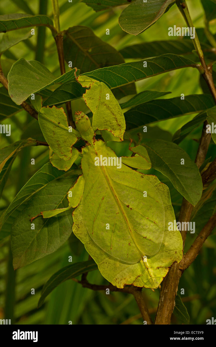 GIANT LEAF INSECT, Phyllium giganteum, from the rainforests of south east Asia, captive Stock Photo