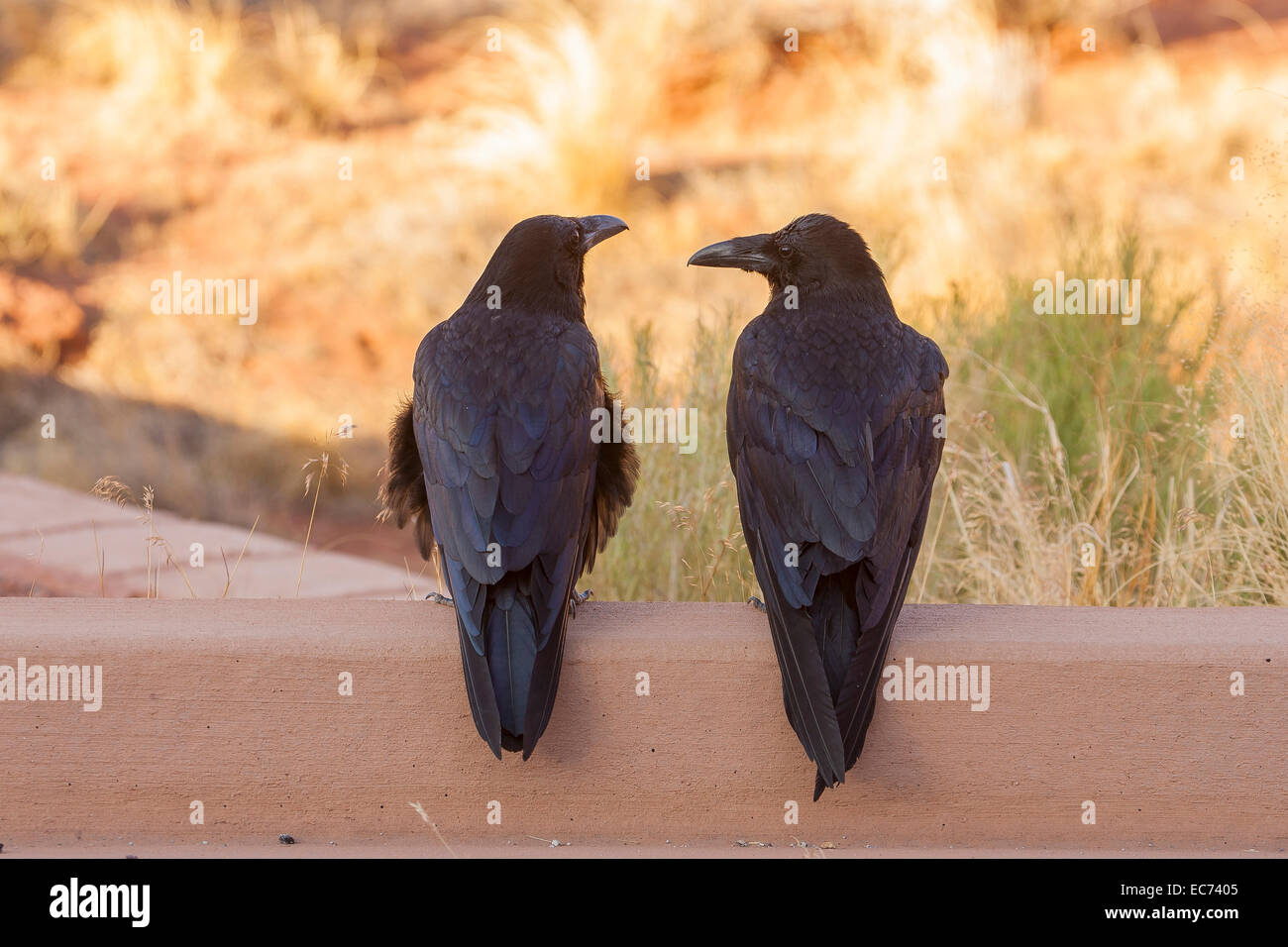 two crows Stock Photo