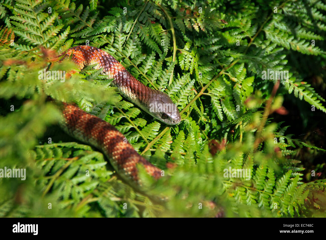 Tiger Snake (Notechis scutatus) - juvenile, 4th Deadliest Land Snake, on a Bed of Bracken Fern, Victoria, Australia Stock Photo