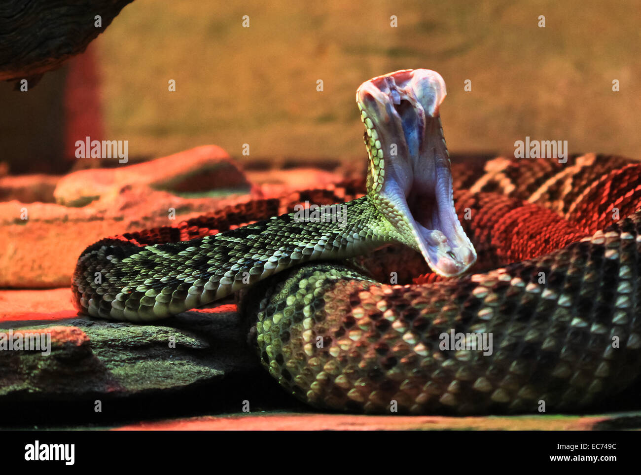 rattlesnake strike pose