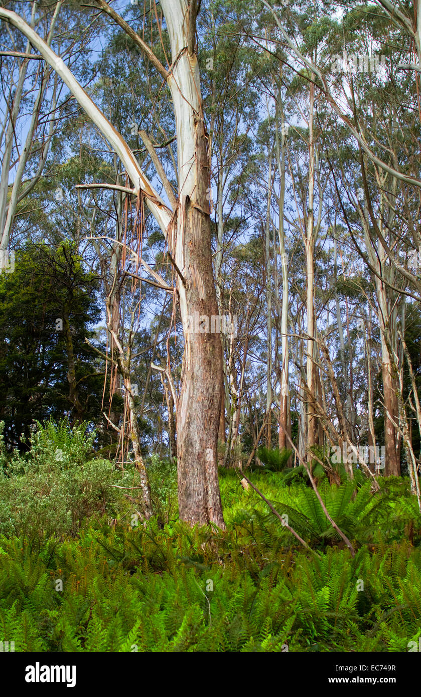 Eucalypt Forest, Victoria, Australia Stock Photo