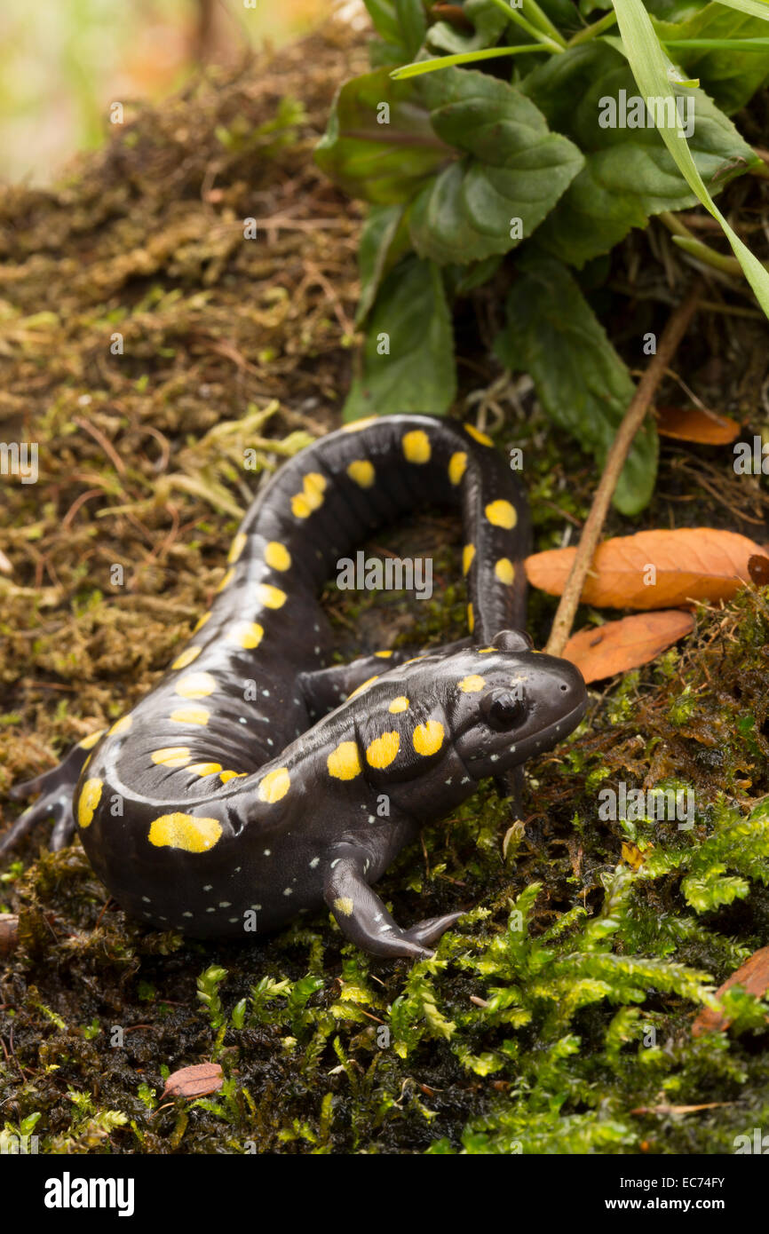 Spotted salamander, Ambystoma maculatum, New York Stock Photo