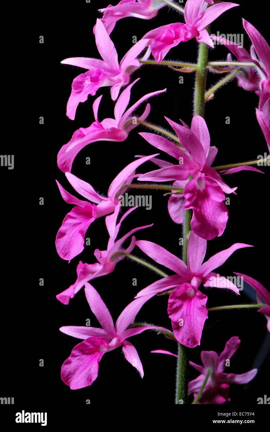 Pink ground orchid, Calanthe rosea, native specie terrestrial orchid in the southeast asian area Stock Photo