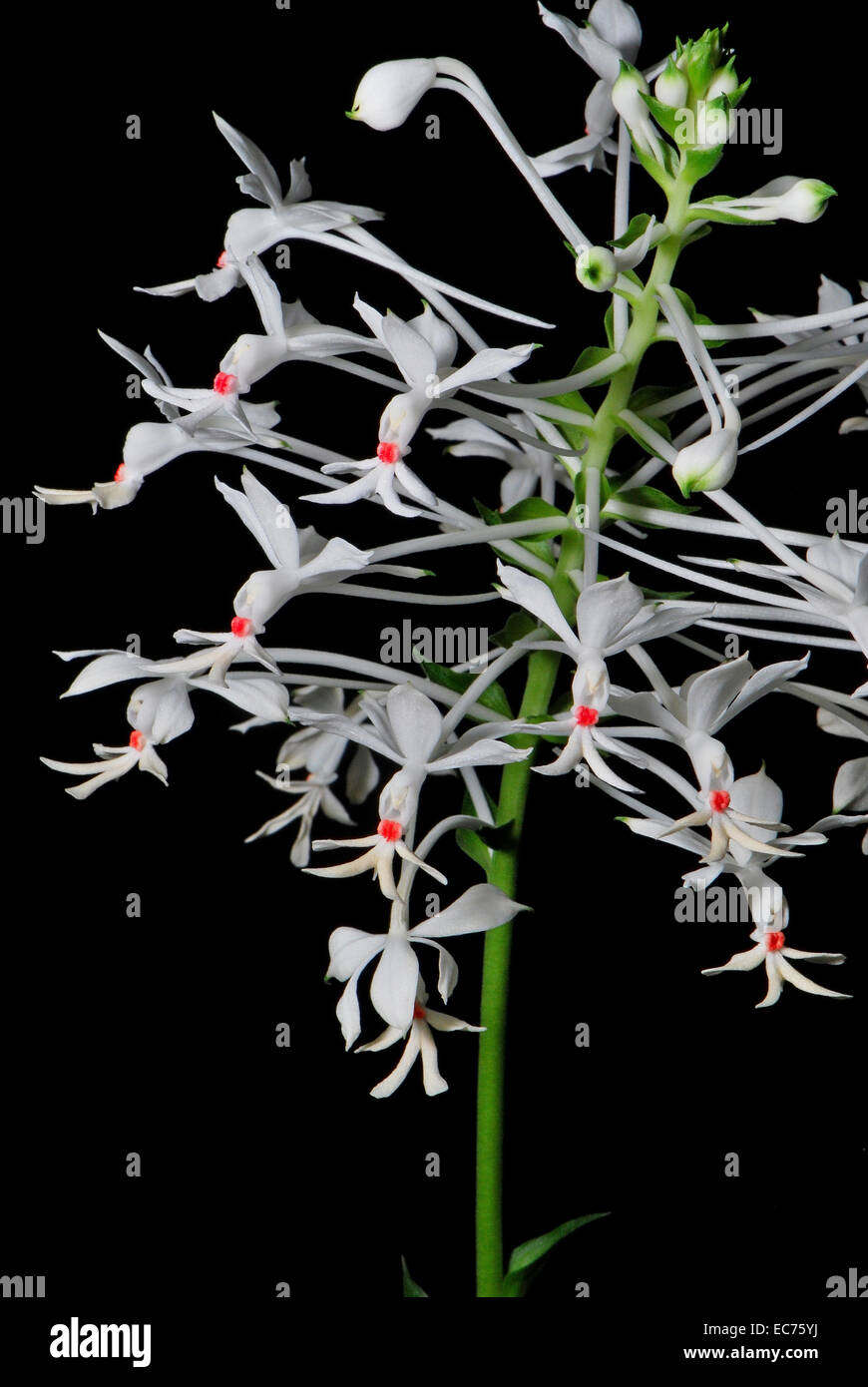 White ground orchid, Calanthe triplicata, native specie terrestrial orchid in the southeast asian area Stock Photo