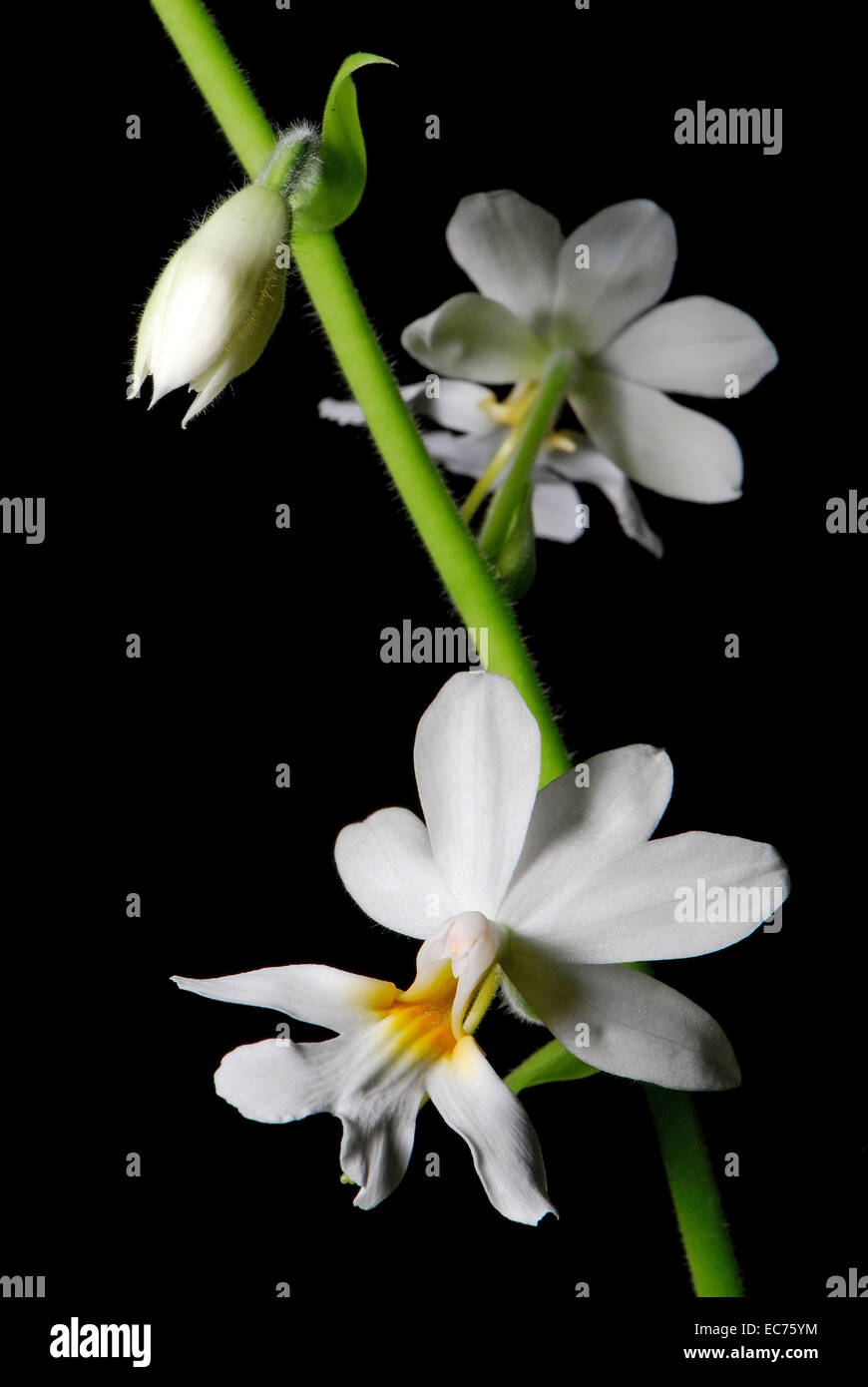 White ground orchid, Calanthe vestica, native specie terrestrial orchid in the southeast asian area Stock Photo