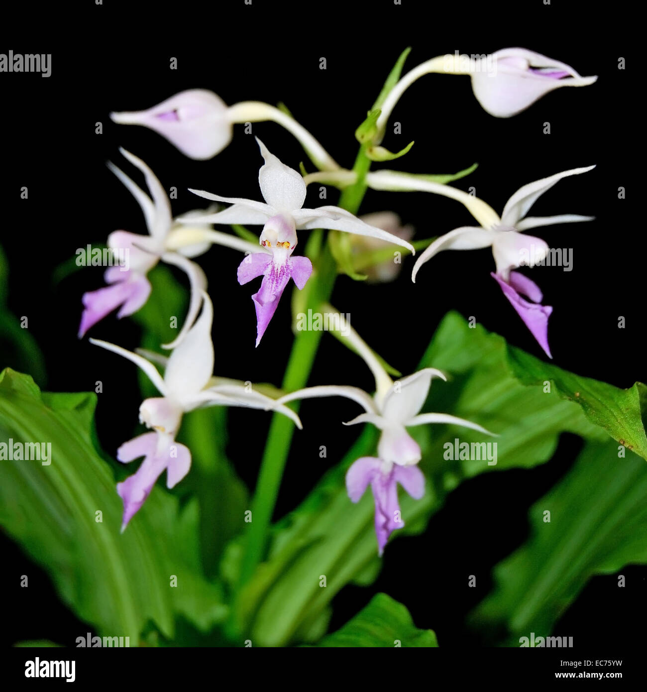 Purple ground orchid, Calanthe reflexa, native specie terrestrial
