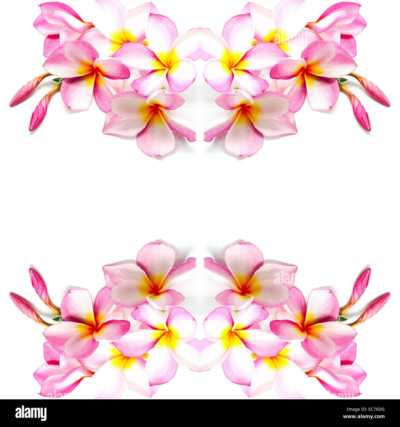Pink tropical background hi-res stock photography and images - Alamy