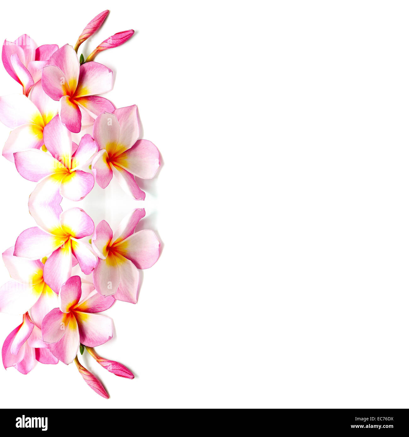 Pink tropical background hi-res stock photography and images - Alamy
