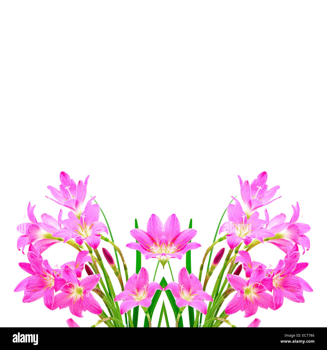 Tropical pink ground flower, Zephyranthes Lily, Rain Lily, Fairy Lily or Little Witches, isolated on a white background Stock Photo