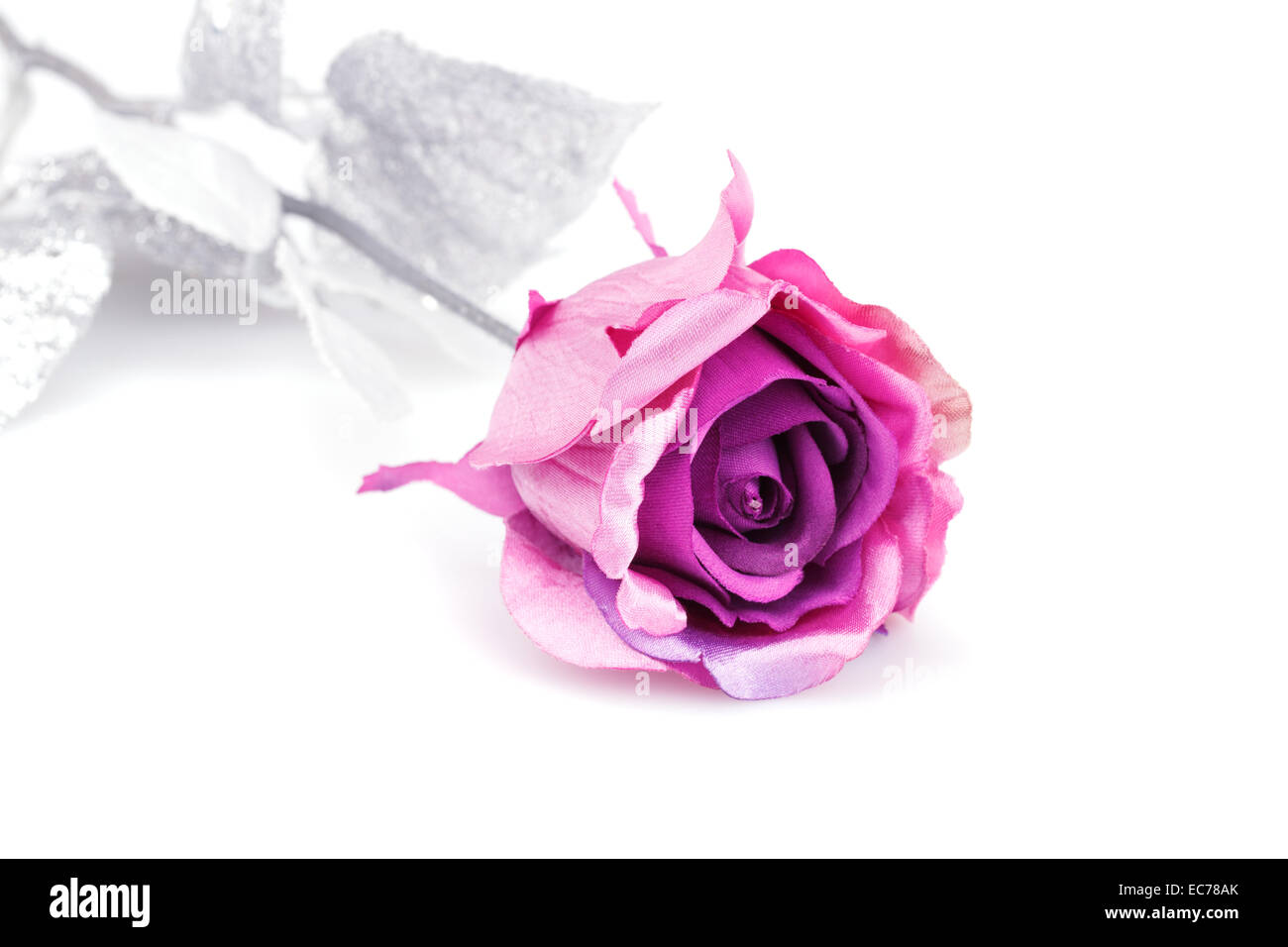 https://c8.alamy.com/comp/EC78AK/pink-rose-isolated-on-white-background-EC78AK.jpg