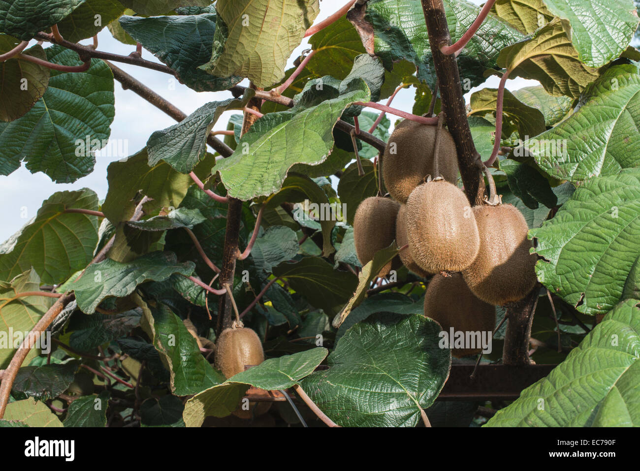 Kiwi plantation hi-res stock photography and images - Alamy