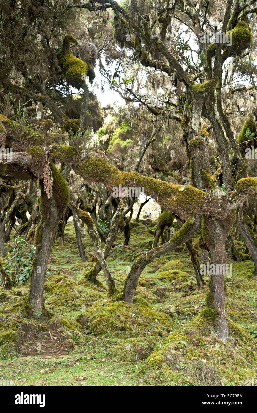 Remnants of ancient forest of Giant Heath (Erica arborea) draped with lichens , Bale Mountains, Oromiya, Ethiopia Stock Photo